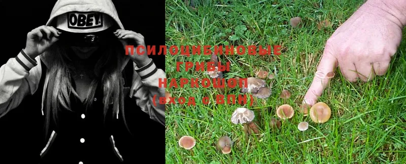 кракен ссылки  Бахчисарай  Псилоцибиновые грибы MAGIC MUSHROOMS 